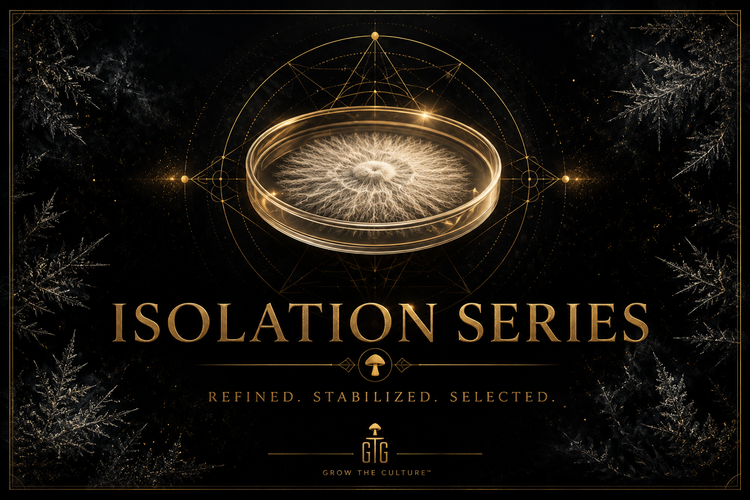 🧪 Isolation Series