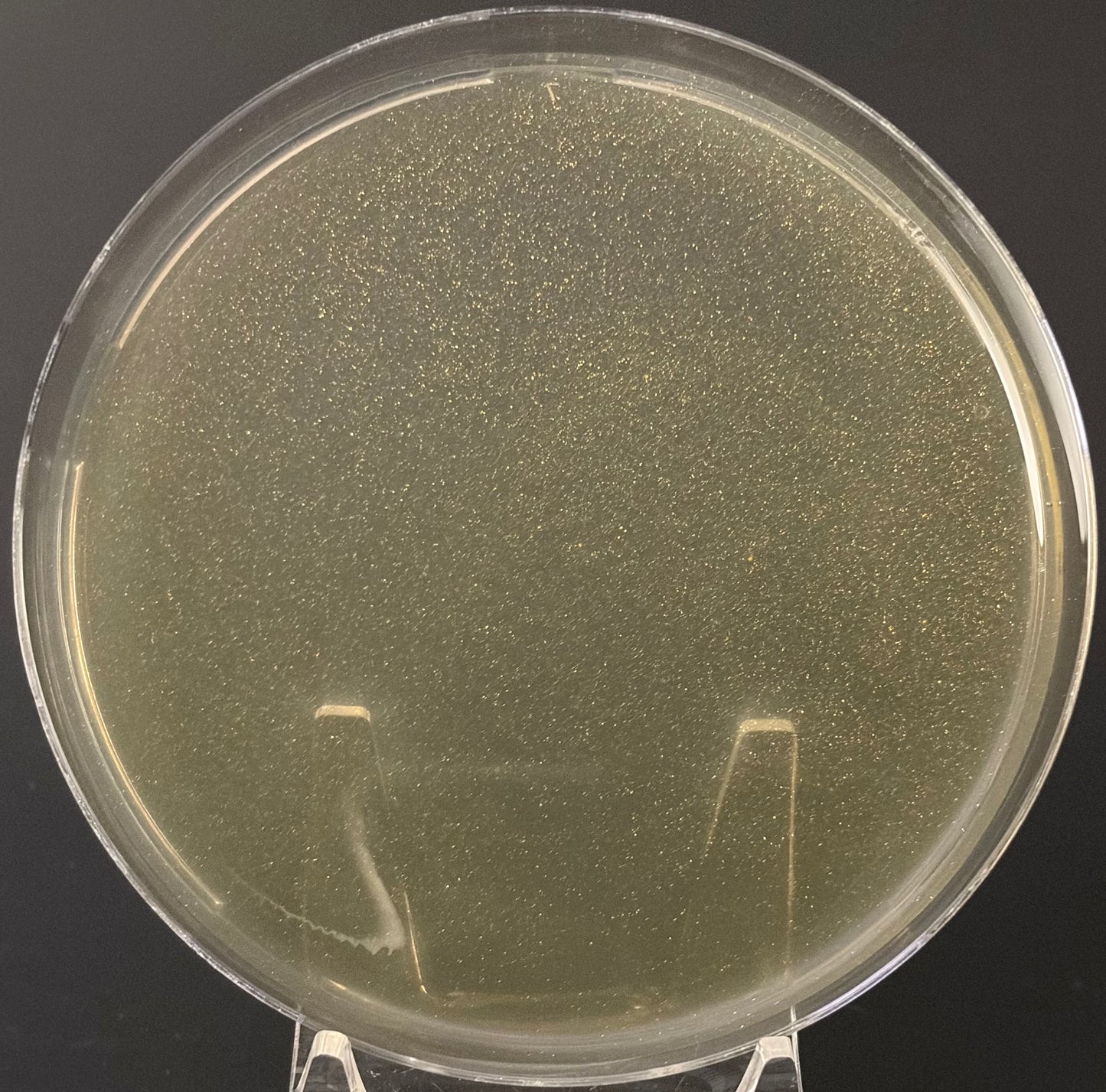 GTG Pre-Poured LME Agar Plates — 90 mm