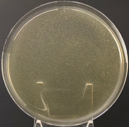 GTG Pre-Poured LME Agar Plates — 90 mm