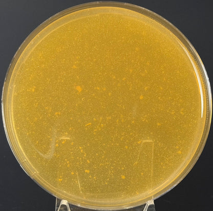 GTG Pre-Poured LME Agar Plates — 90 mm