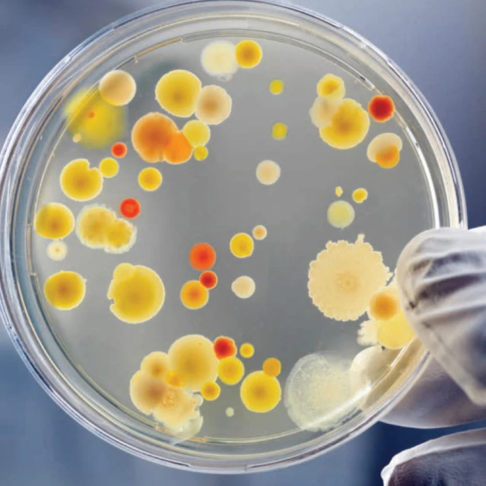 70mm Plastic Agar plates