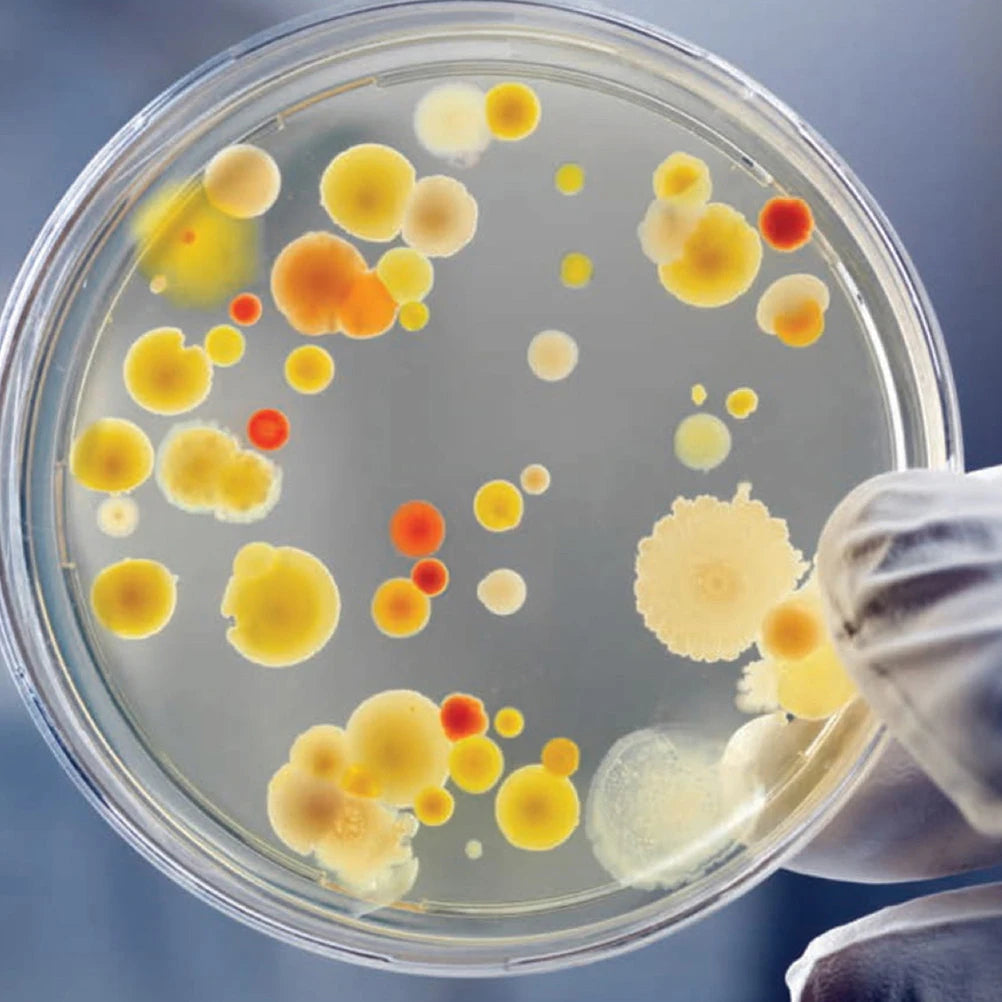 70mm Plastic Agar plates